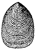 Etching of a Lingulid Brachiopod